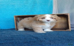 Havanese dogs for sale: Toby - Image 5