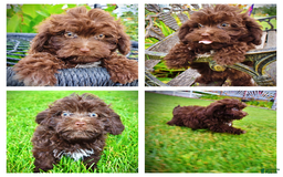 Havapoo dogs for sale: Bessie - Image 10