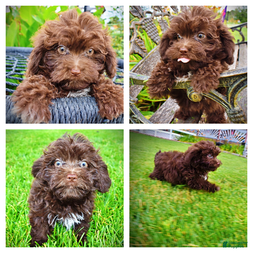 Havapoo dogs for sale: Bessie - Image 10