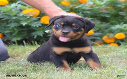Rottweiler dogs for sale: Lance - Image 3