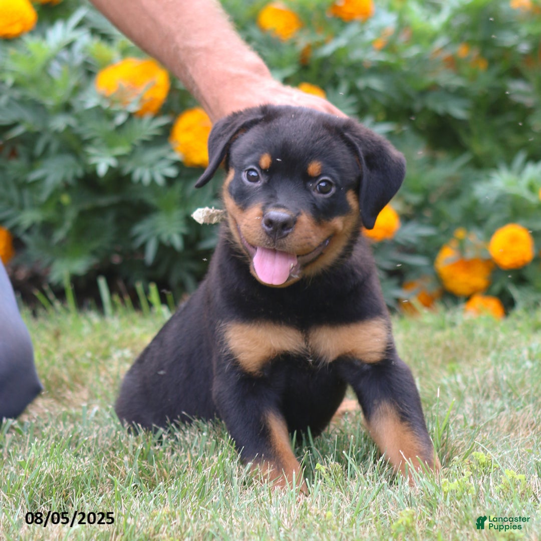 Rottweiler dogs for sale: Lance - Image 3