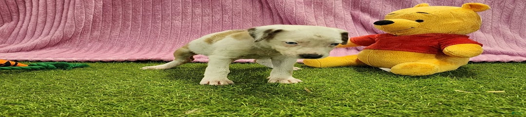 Duchess 2025 Female 1