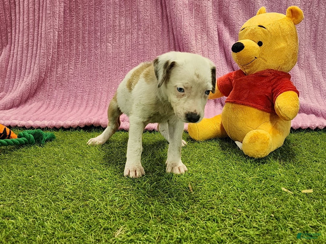 Catahoula Leopard Dog dogs for sale: Duchess 2025 Female 1 - Image 1