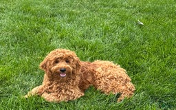 Cockapoo dogs for sale: Manny - Image 3