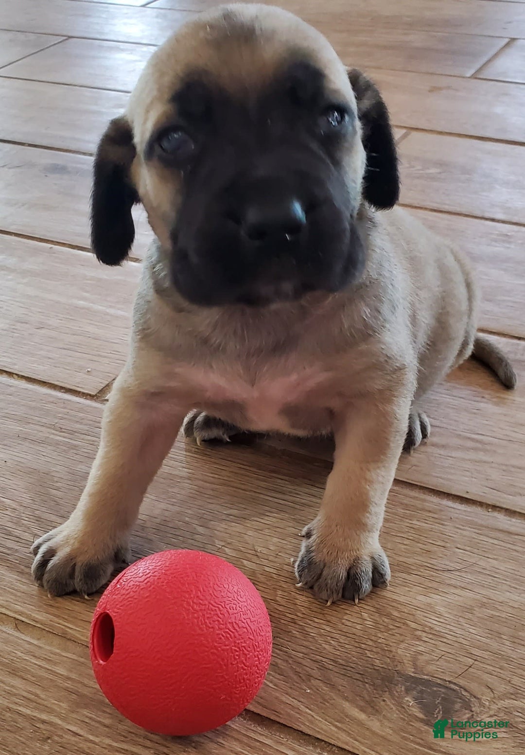 South African Boerboels dogs for sale: Bella - Image 3