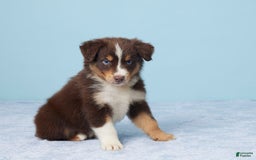 Australian Shepherd dogs for sale: Ellie - Image 5