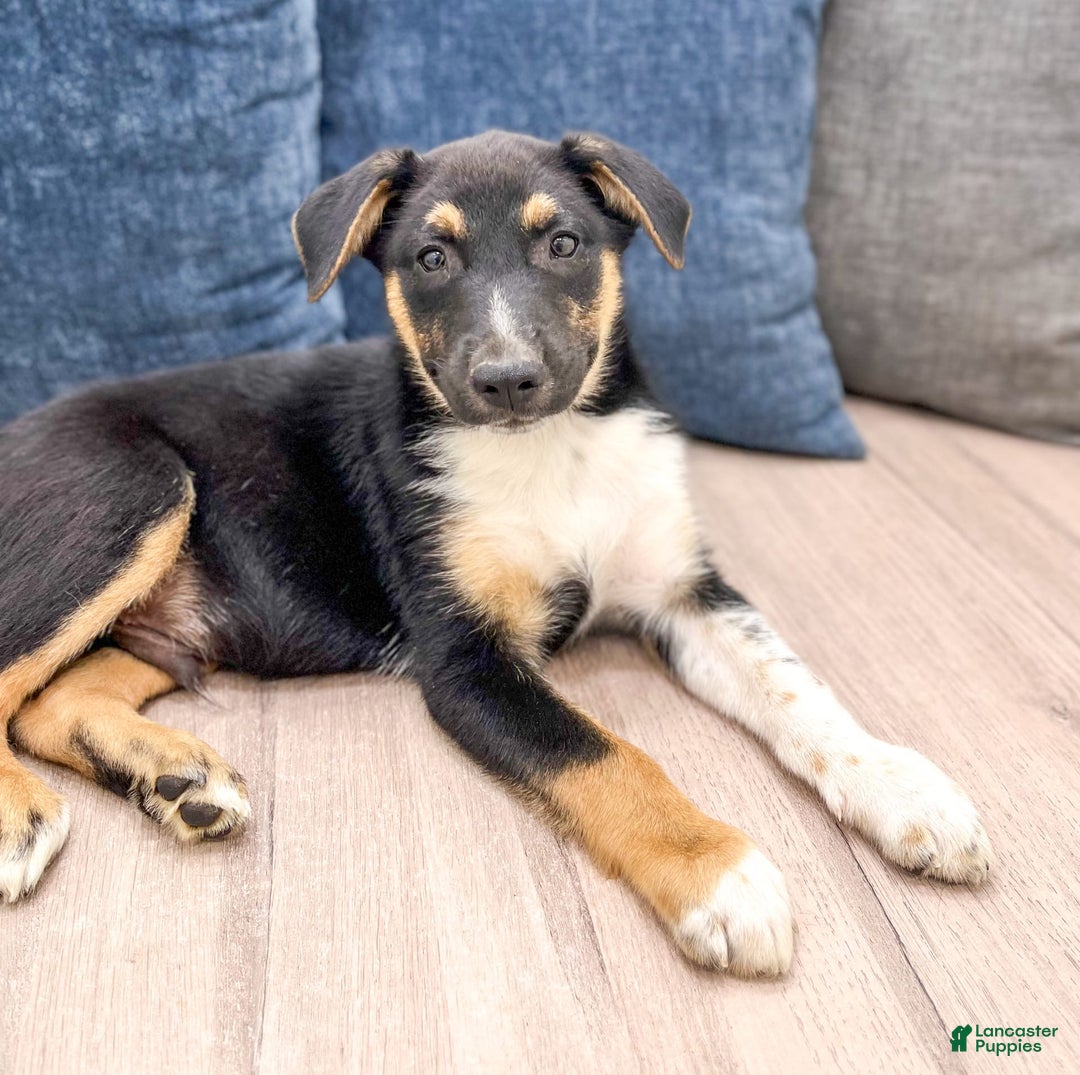 Miniature Australian Shepherd dogs for sale: Nash - Image 4