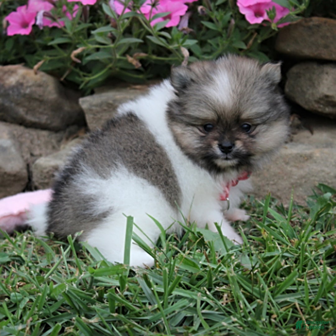 Pomeranian dogs for sale: Kylie - Image 2