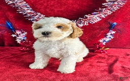 Standard Poodle dogs for sale: Jupiter - Image 6