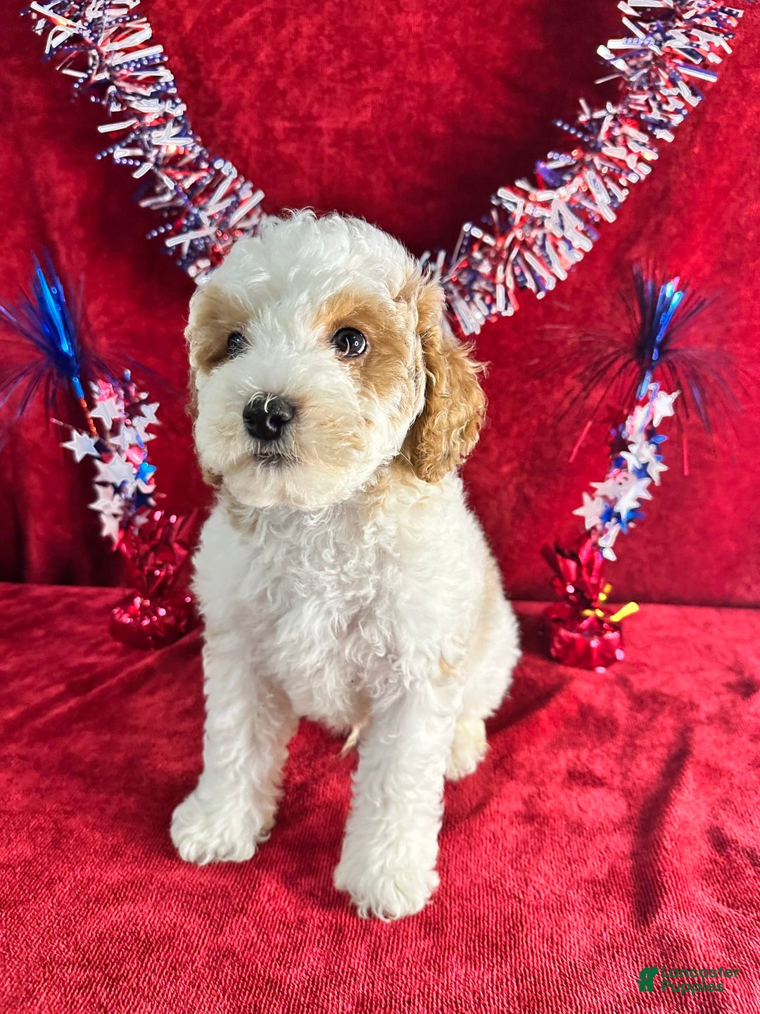 Standard Poodle dogs for sale: Jupiter - Image 6