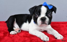 Boston Terrier dogs for sale: Murphy - Image 5