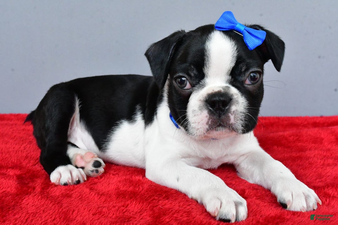 Boston Terrier dogs for sale: Murphy - Image 5