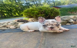 French Bulldog dogs for sale: Daisy - Image 5