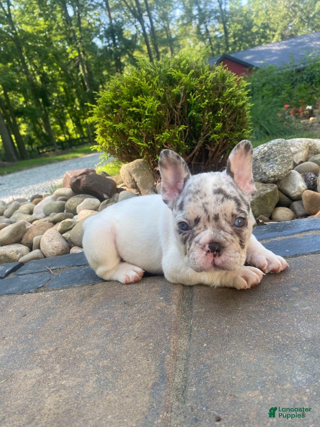 French Bulldog dogs for sale: Daisy - Image 5