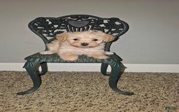 Yorkiepoo dogs for sale: Tiny - Image 1