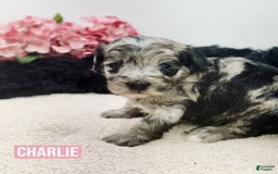 Mini Goldendoodle dogs for sale: Micro Charlie - Image 2