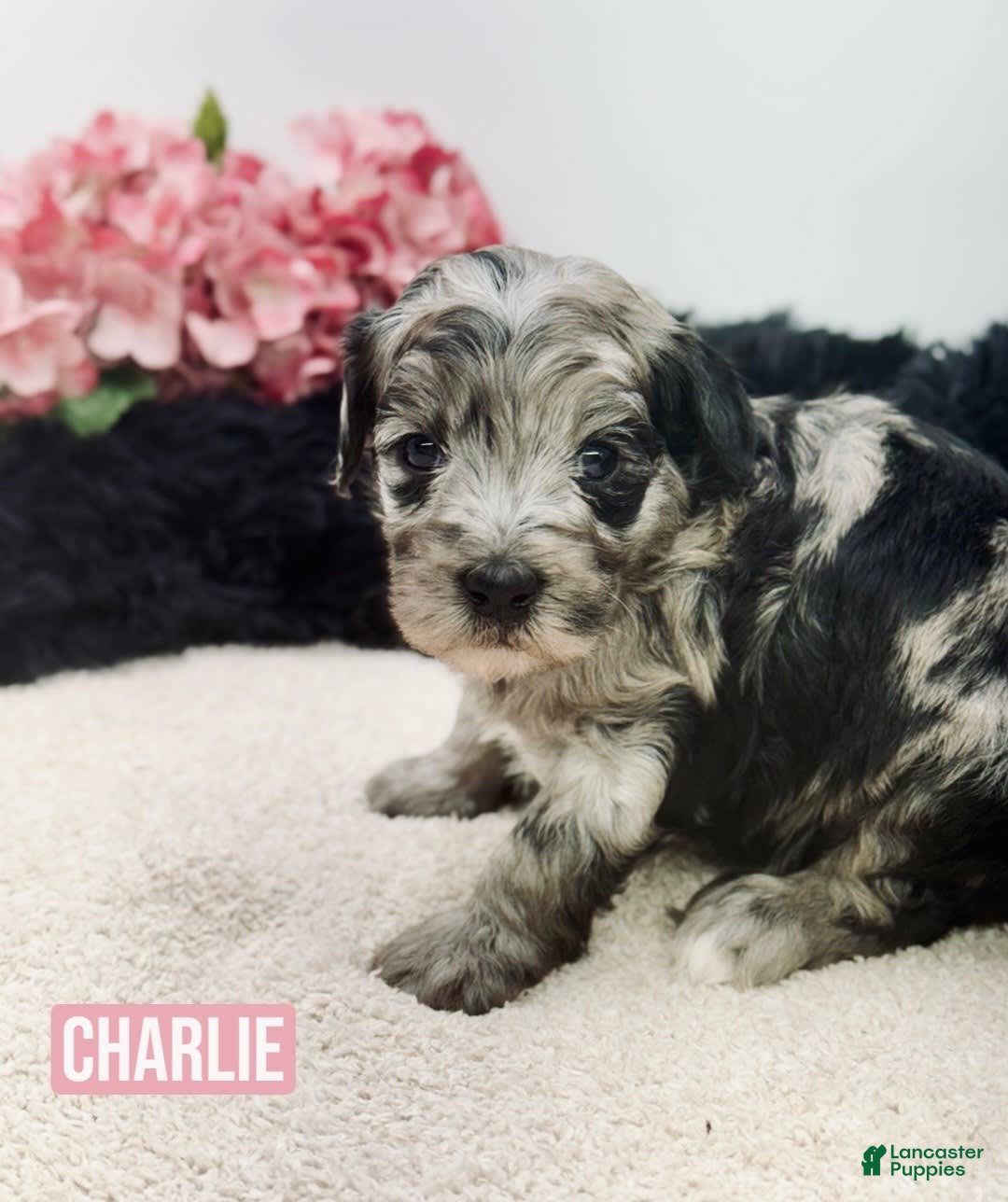 Mini Goldendoodle dogs for sale: Micro Charlie - Image 2