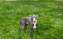 Italian Greyhound dogs for sale: Manny - Image 8
