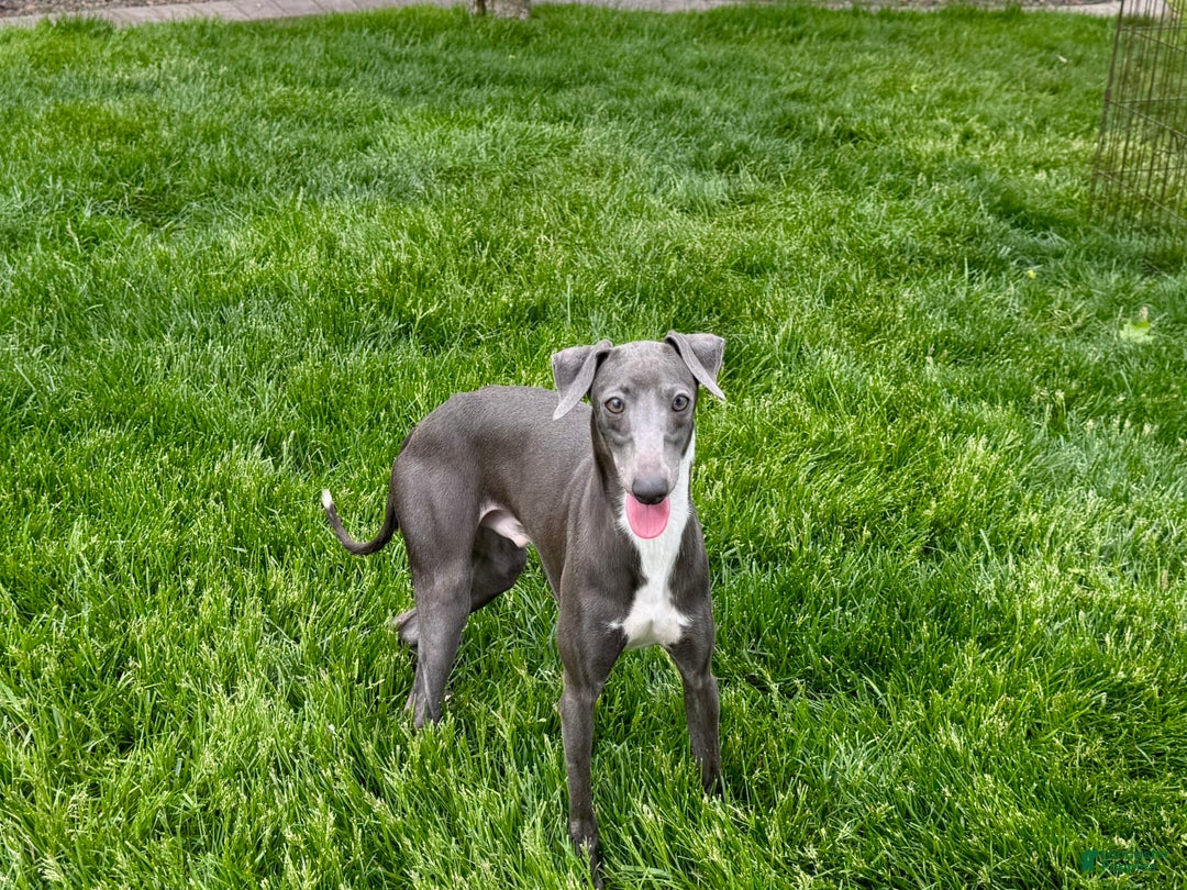Italian Greyhound dogs for sale: Manny - Image 8