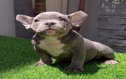American Bully dogs for sale: Tri - Image 4