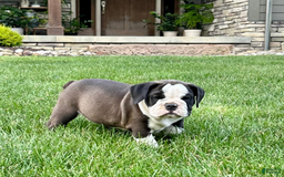 English Bulldog dogs for sale: Sawyer - Image 3