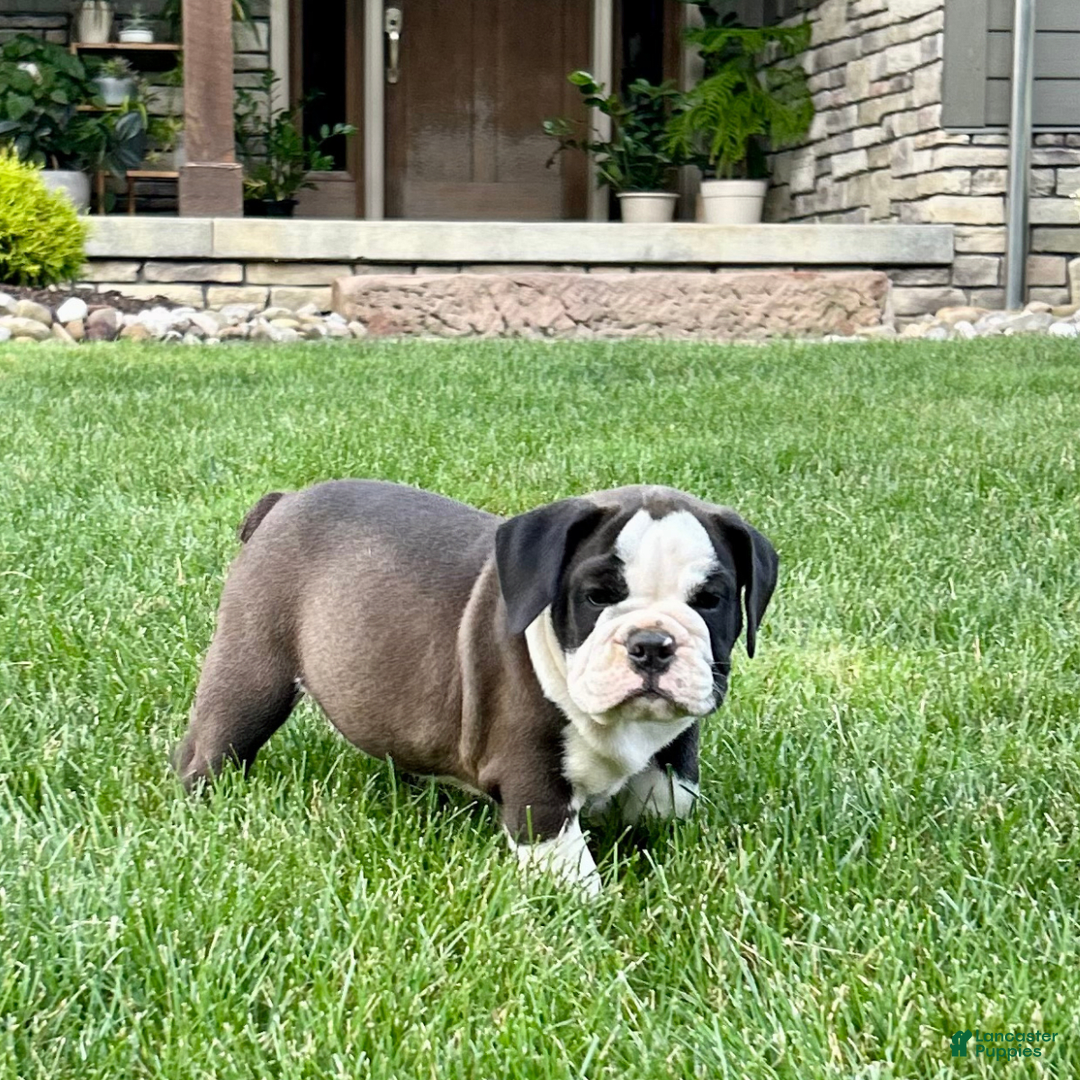 English Bulldog dogs for sale: Sawyer - Image 3