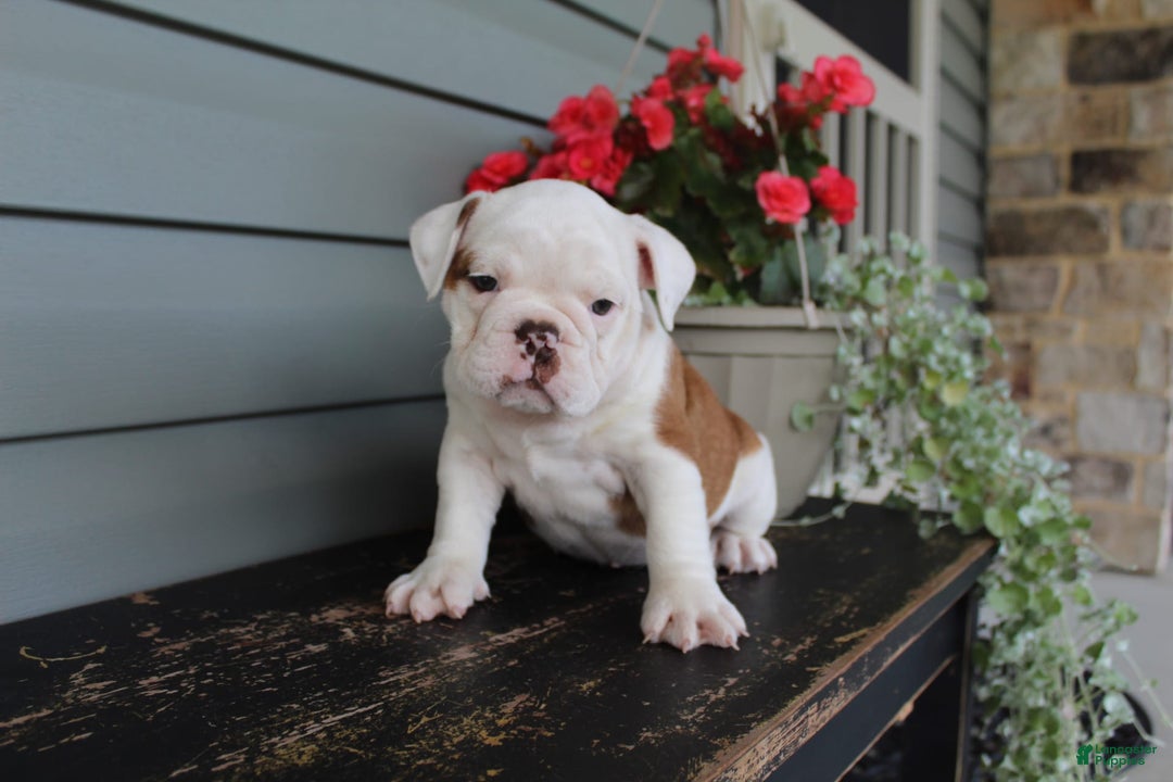 English Bulldog dogs for sale: Ruffles - Image 4