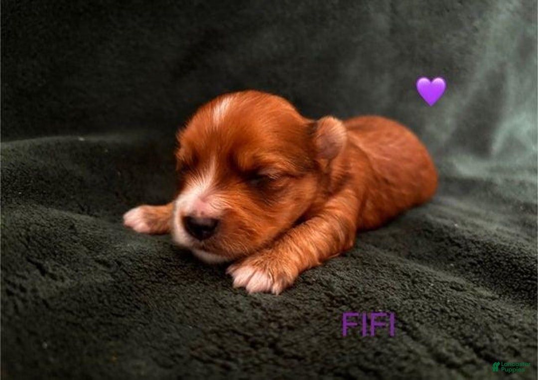 Yorkshire Terrier dogs for sale: Fifa - Image 7
