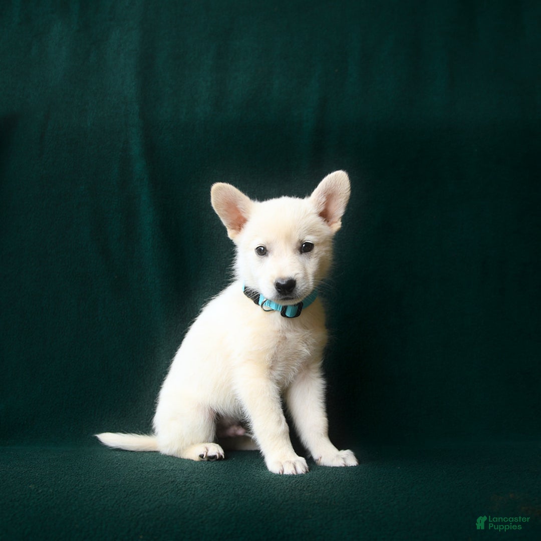 American Eskimo dogs for sale: Sterling - Image 3