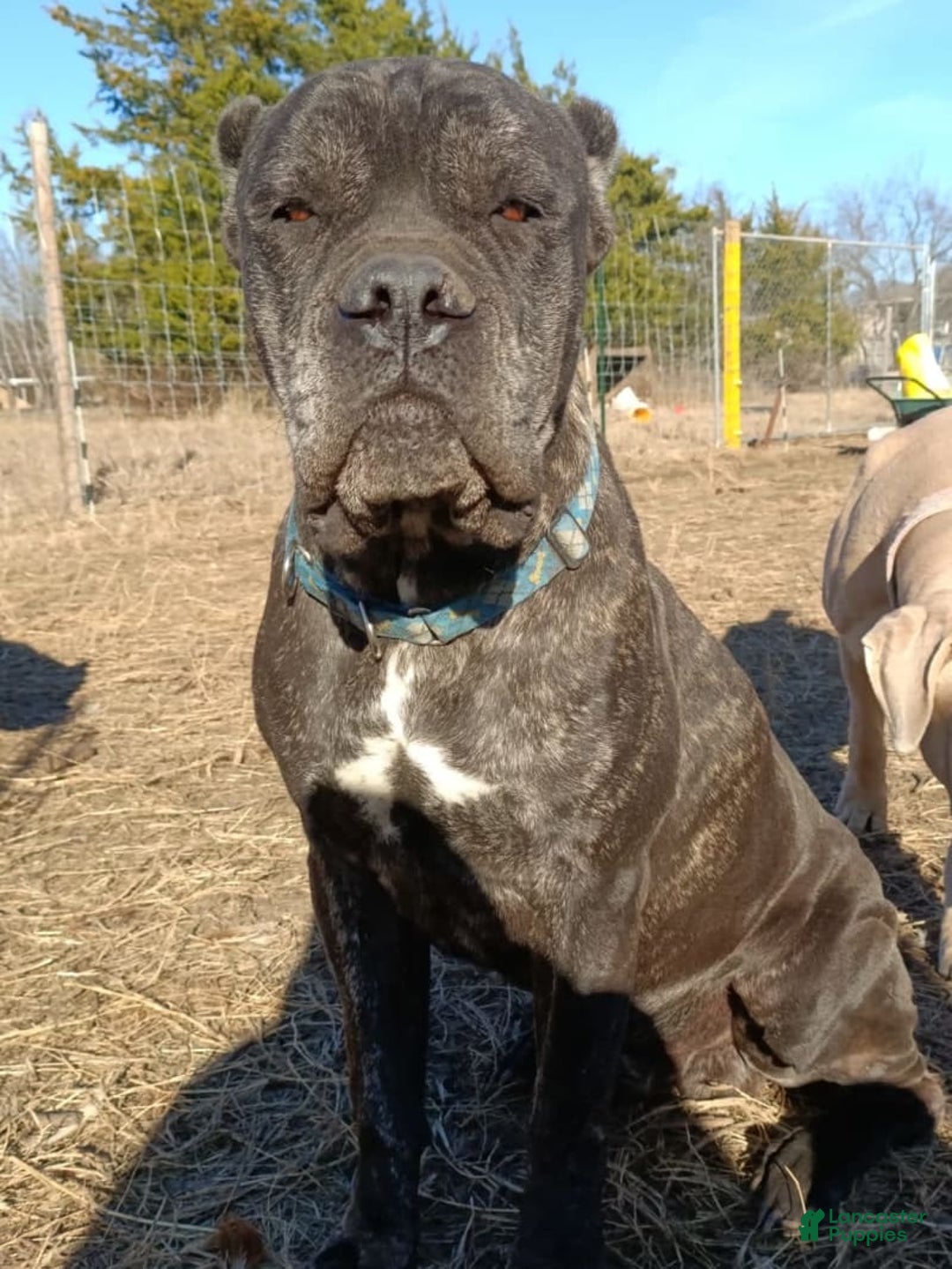 Cane Corso dogs for sale: Baby Doll - Image 2