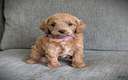 Cavapoo dogs for sale: Precious - Image 3