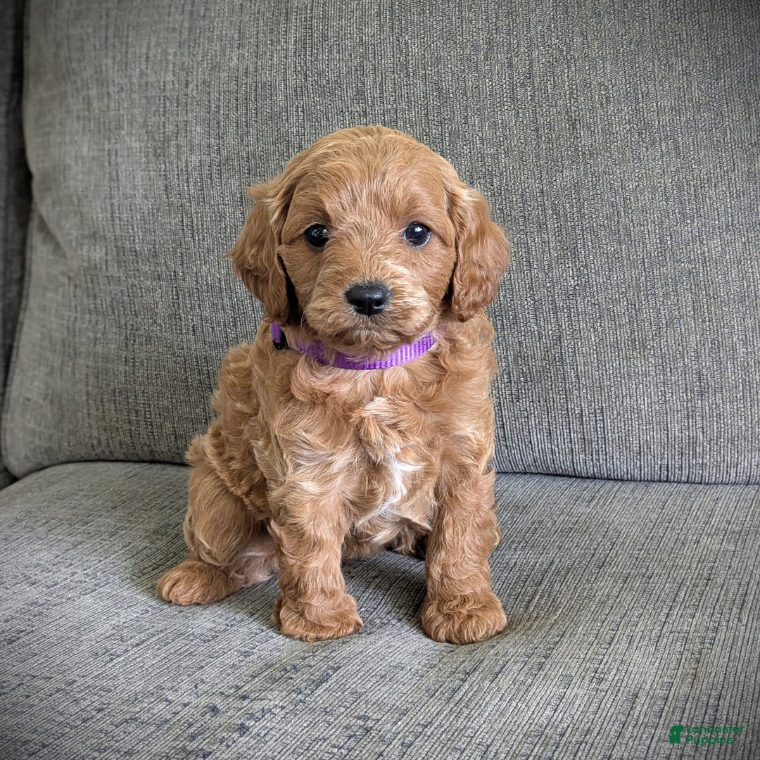 Cavapoo dogs for sale: Precious - Image 3