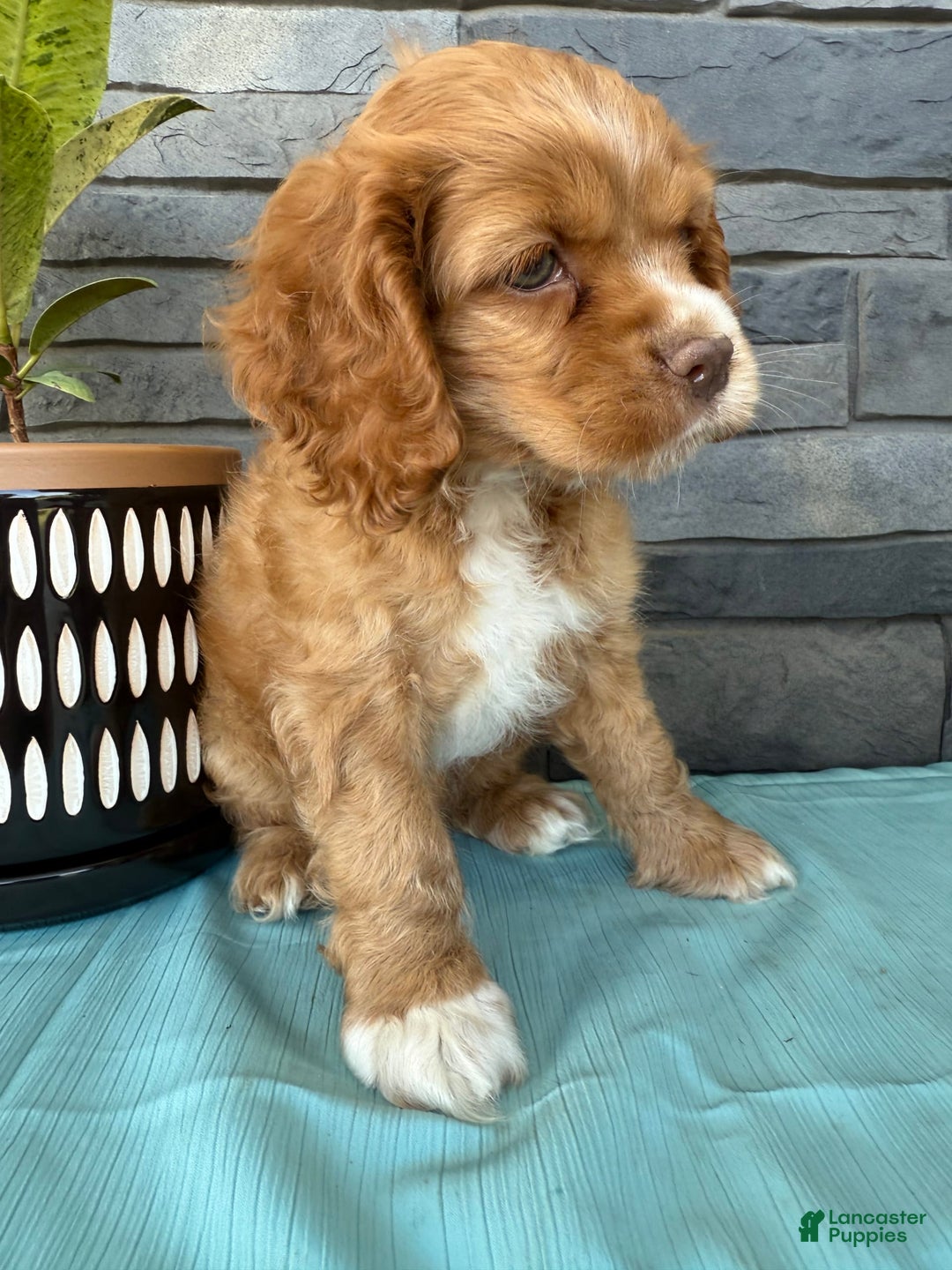 Cocker Spaniel dogs for sale: Tommy - Image 2