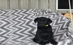 Labrador Retriever dogs for sale: Cole - Image 4