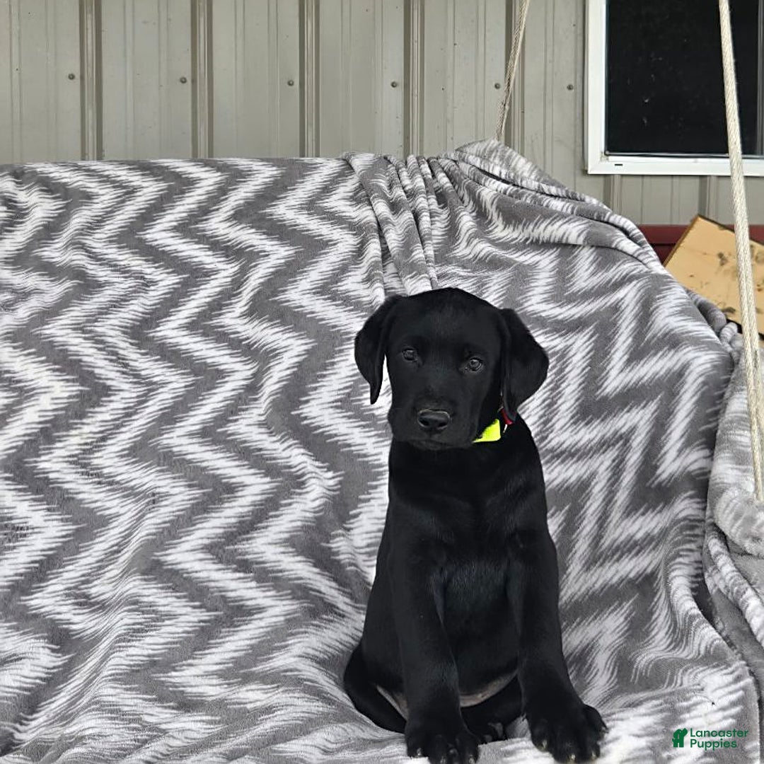 Labrador Retriever dogs for sale: Cole - Image 4
