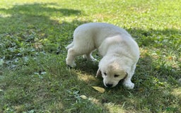 Golden Retriever dogs for sale: Nova - Image 5