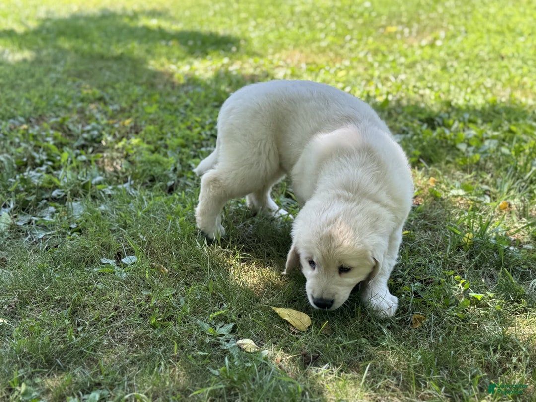 Golden Retriever dogs for sale: Nova - Image 5