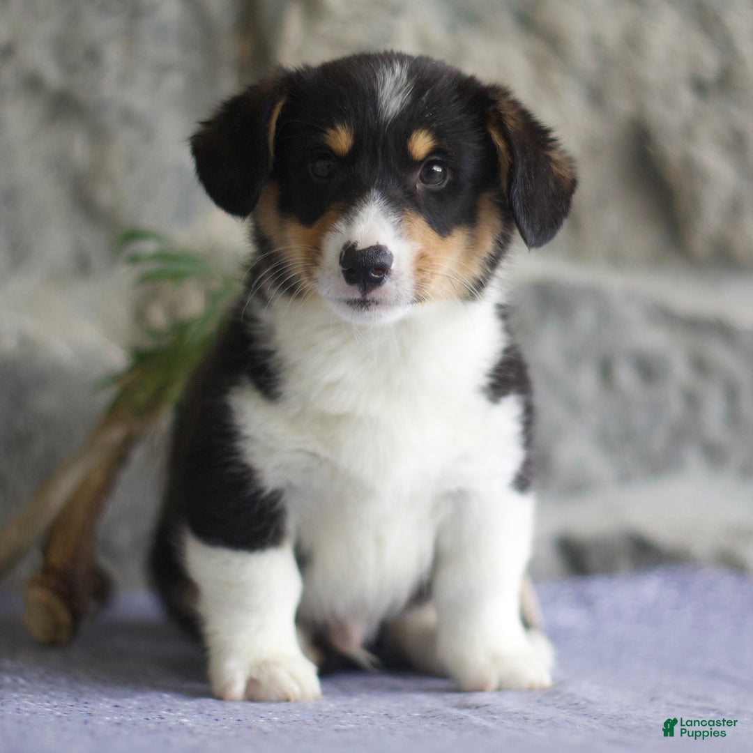 Welsh Corgi Pembroke dogs for sale: Kevin - Image 1