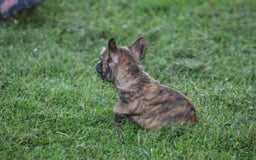 French Bulldog dogs for sale: Roland - Image 12