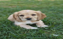 Cocker Spaniel dogs for sale: Reed - Image 6