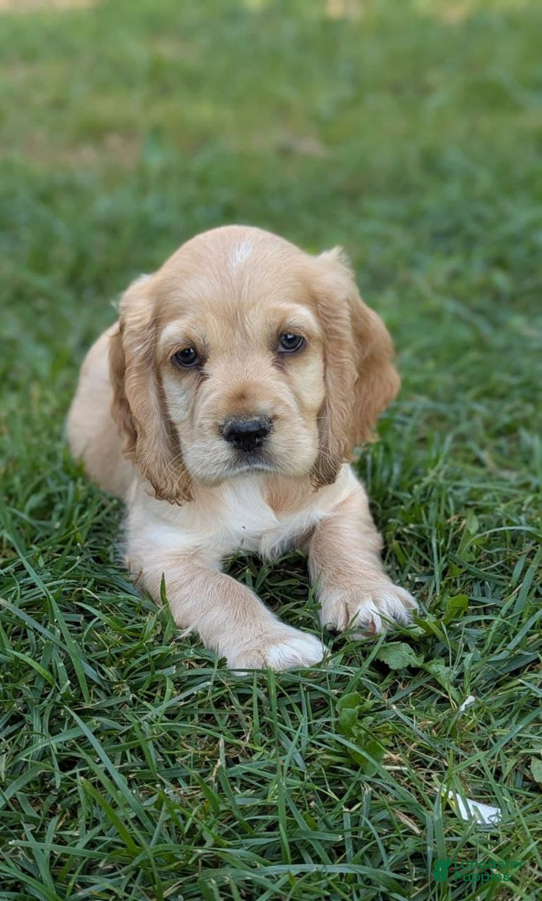 Cocker Spaniel dogs for sale: Reed - Image 6