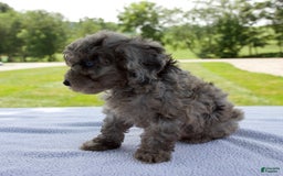 Miniature Poodle dogs for sale: Benson - Image 1