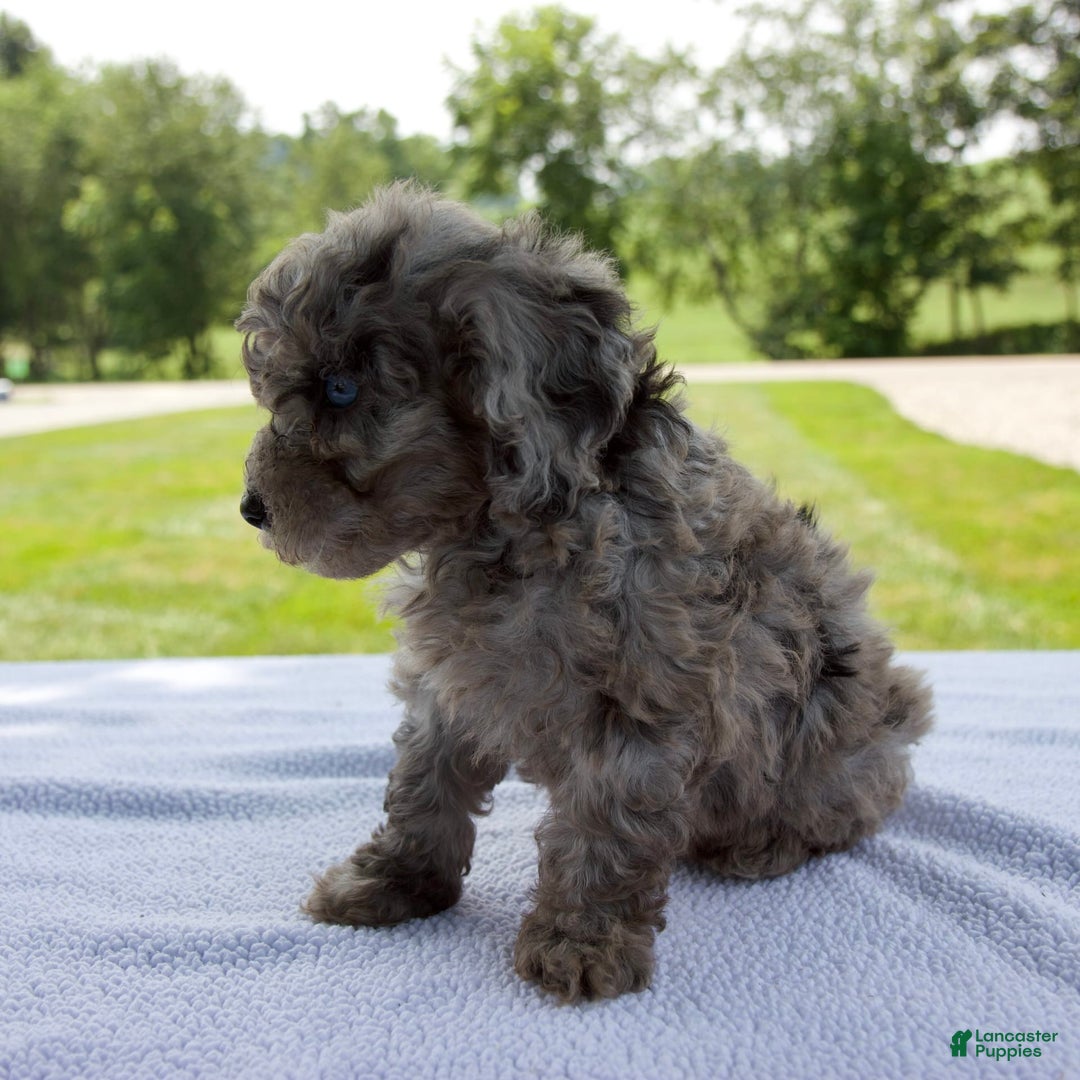 Miniature Poodle dogs for sale: Benson - Image 1