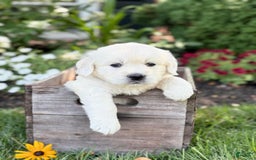 Golden Retriever dogs for sale: Golden Retriever 3 puppies - Image 10