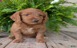 Goldendoodle dogs for sale: Ellie - Image 36
