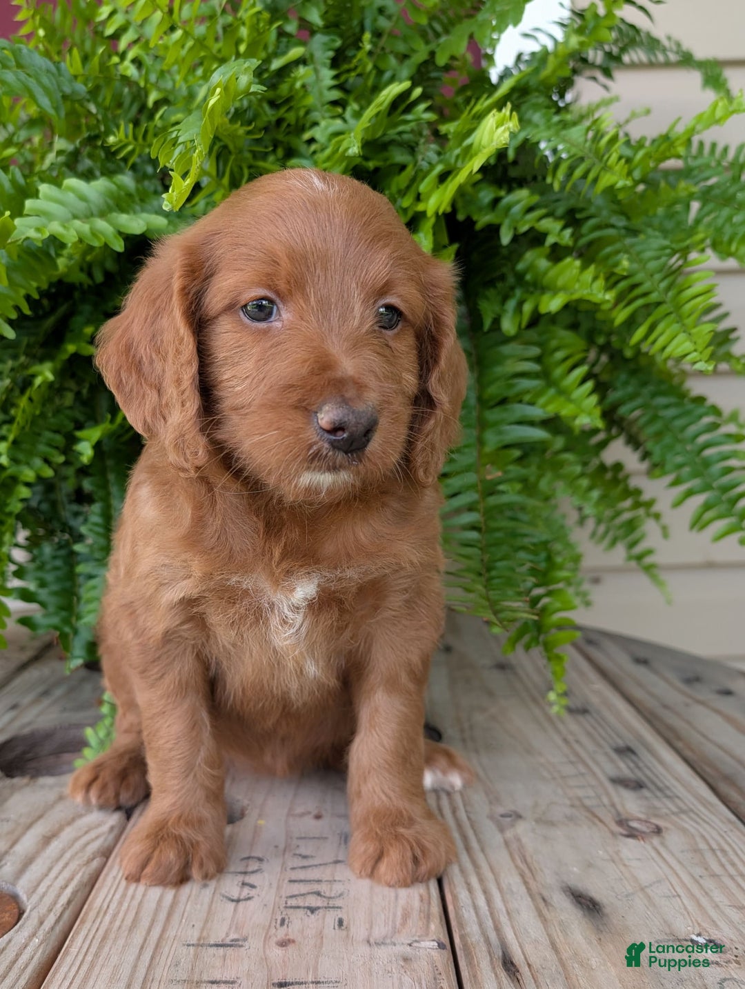 Goldendoodle dogs for sale: Ellie - Image 36