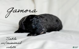 Standard Poodle dogs for sale: Gamora - Image 4