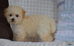 Miniature Poodle dogs for sale: Tammy - Image 1