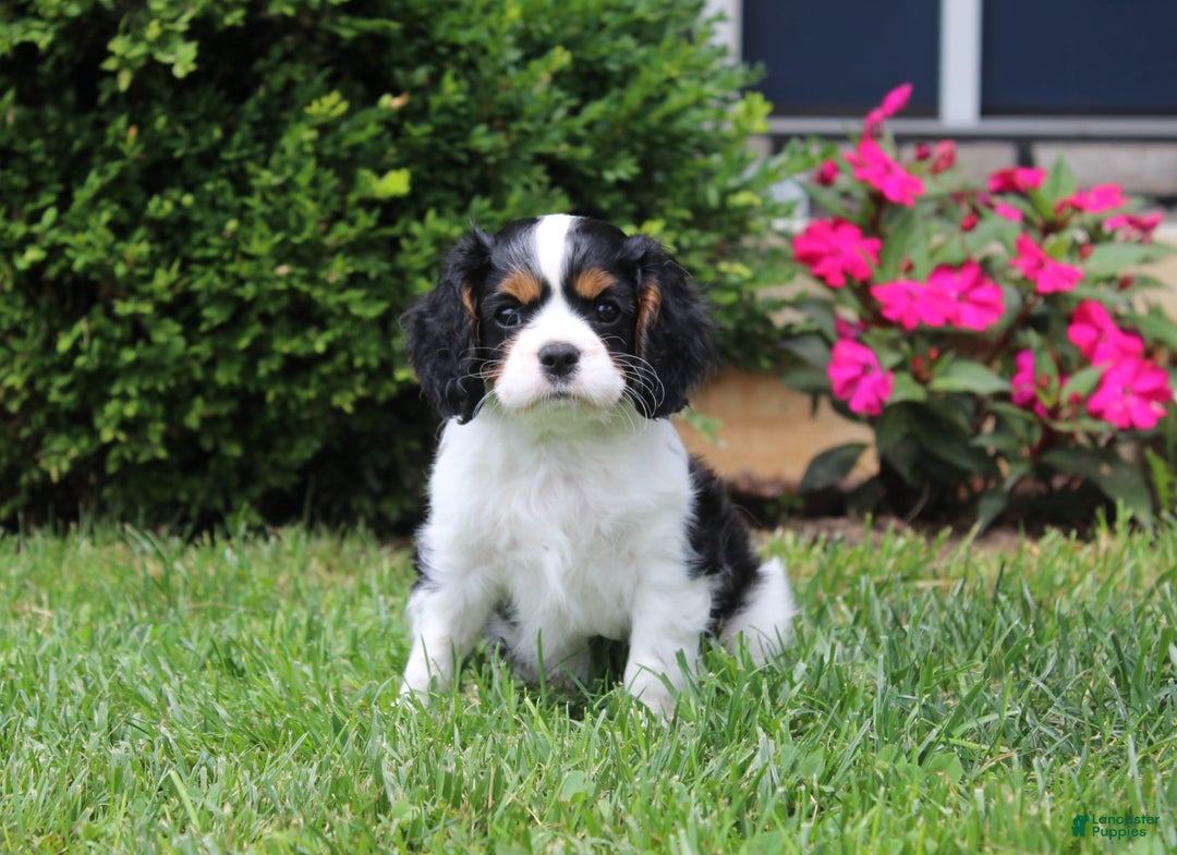 Cavalier King Charles Spaniel dogs for sale: Amigo - Image 6