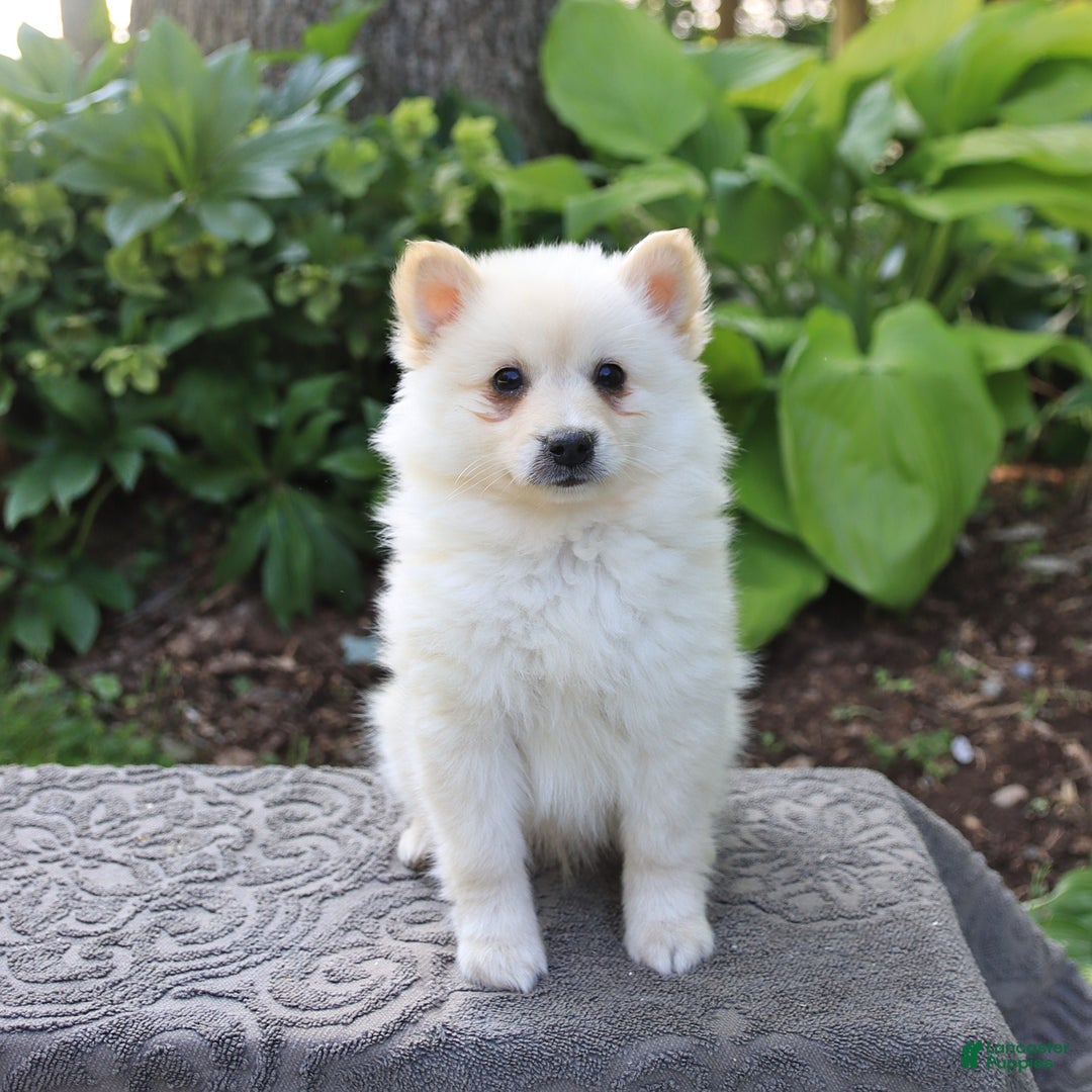 American Eskimo dogs for sale: Scout - Image 3